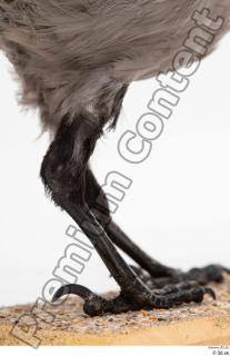 Carrion crow bird leg 0008.jpg